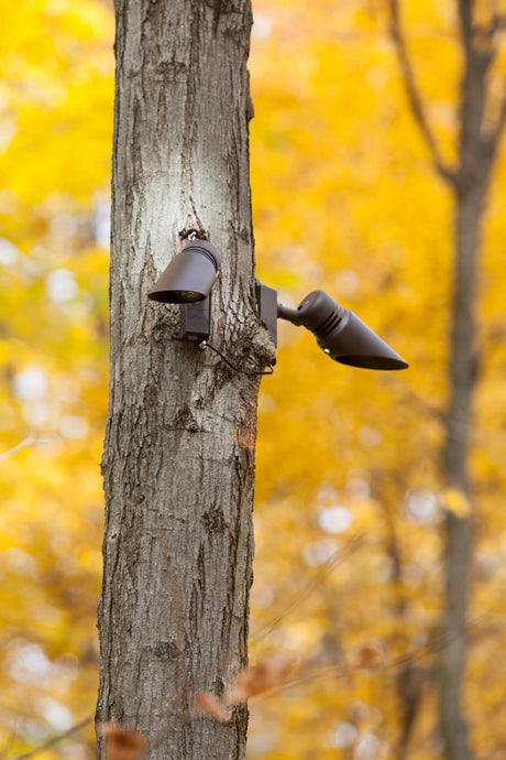 Accent Fixture mounted in a tree as downlighting